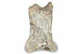 Fossil Spinosaurus Proximal Toe Bone - Kem Kem Beds, Morocco #242875-2